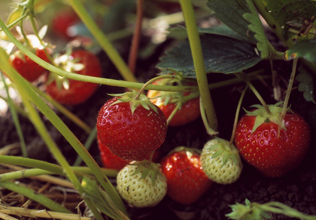 Ripe and Unripe Strawberries