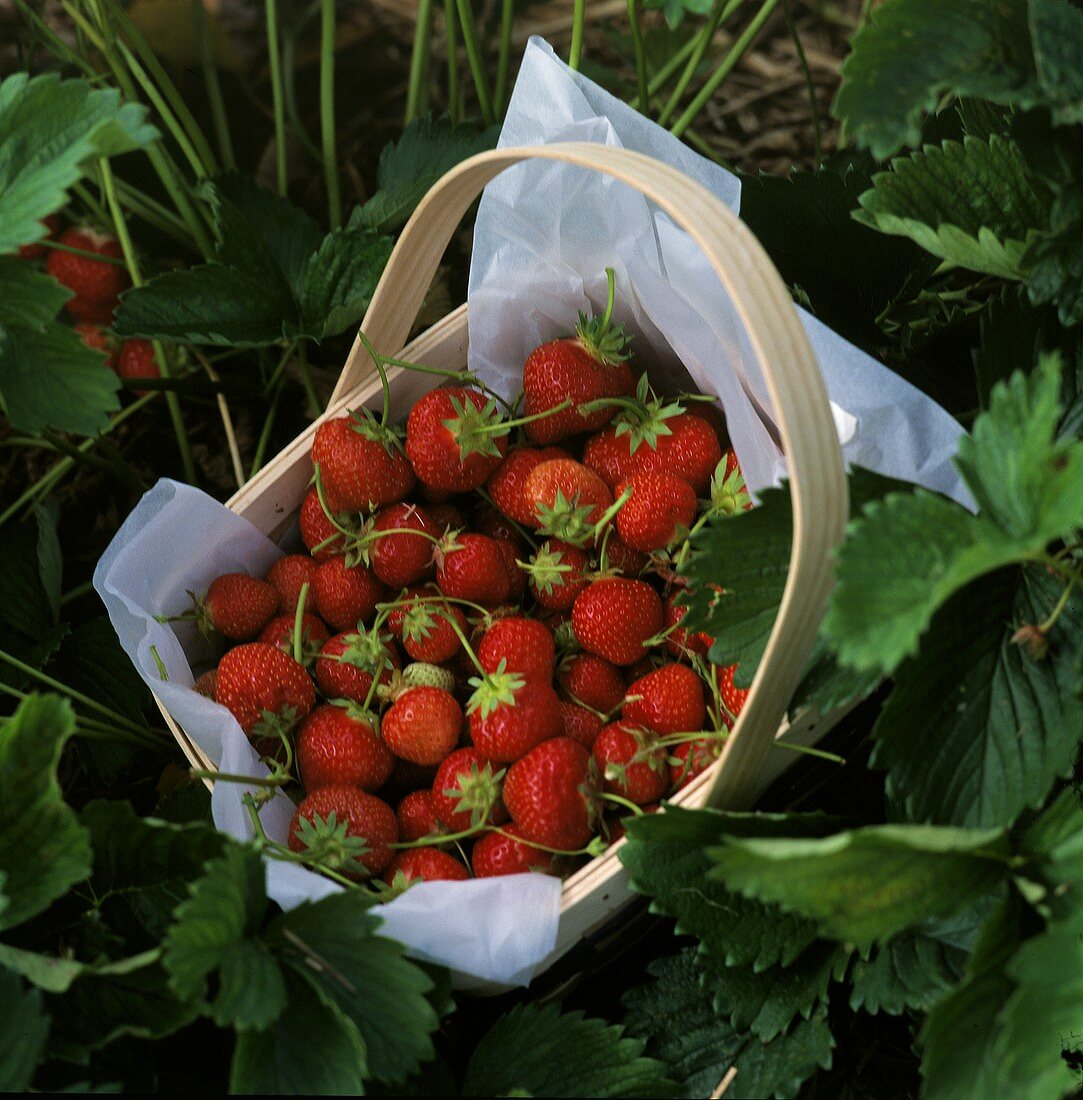Erdbeeren, frisch gepflückt im Spankorb auf dem Erdbeerfeld