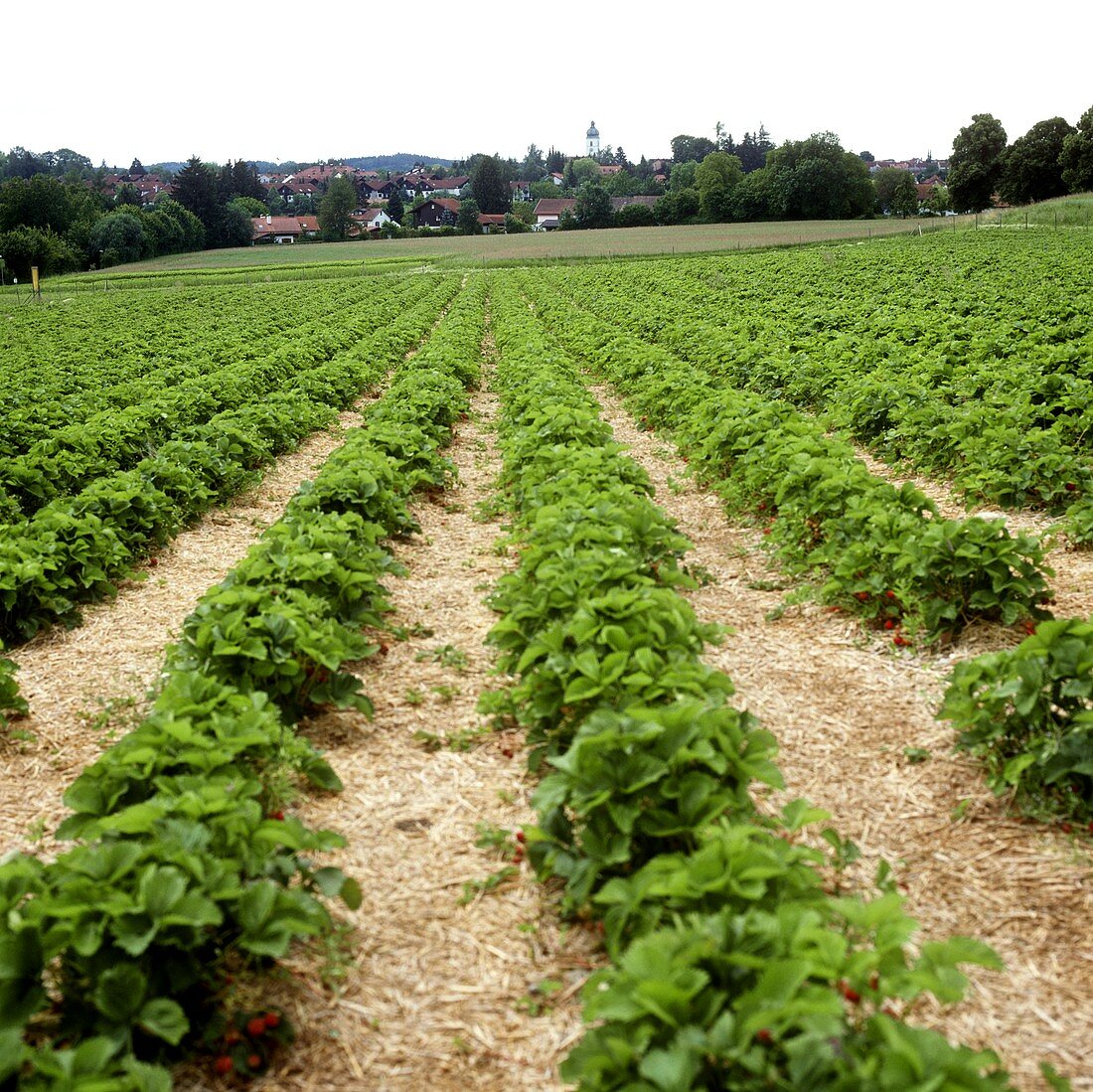 Erdbeerfeld mit vielen Pflanzenreihen