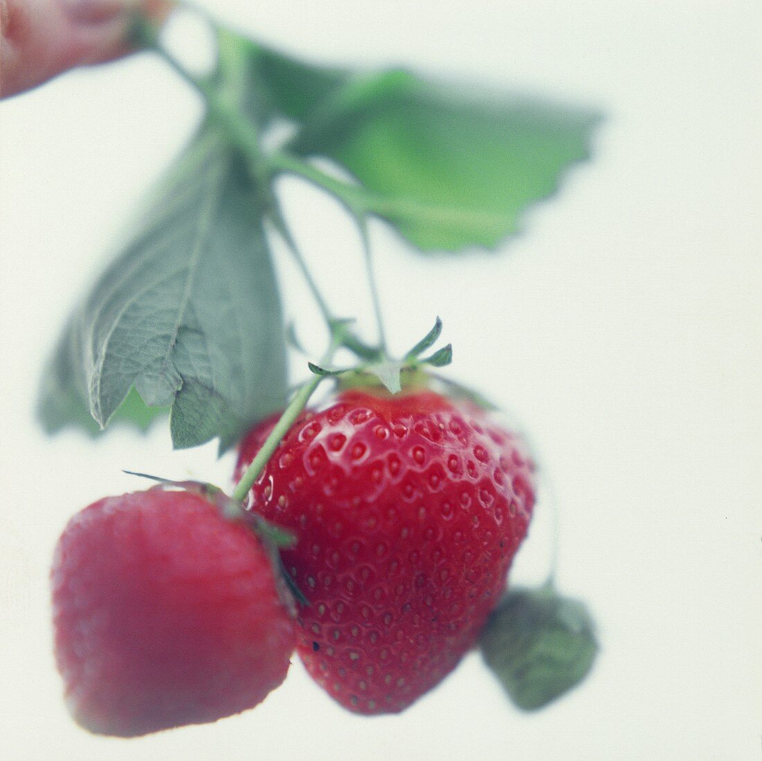 Hintergrund: Erdbeeren mit Stiel und Blättern (Soft)