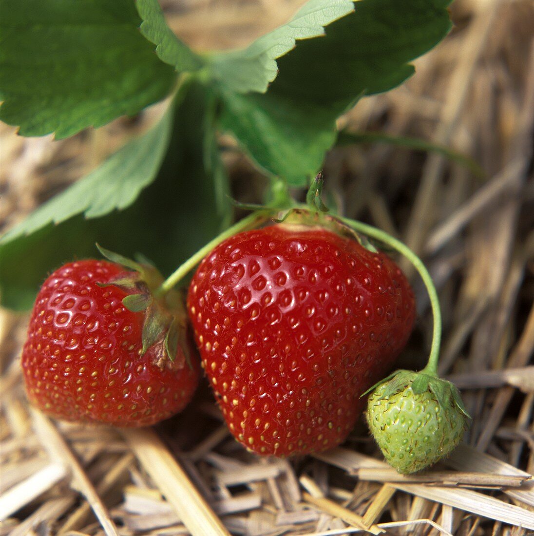 Zwei reife Erdbeeren und eine unreife Erdbeere an der Pflanze