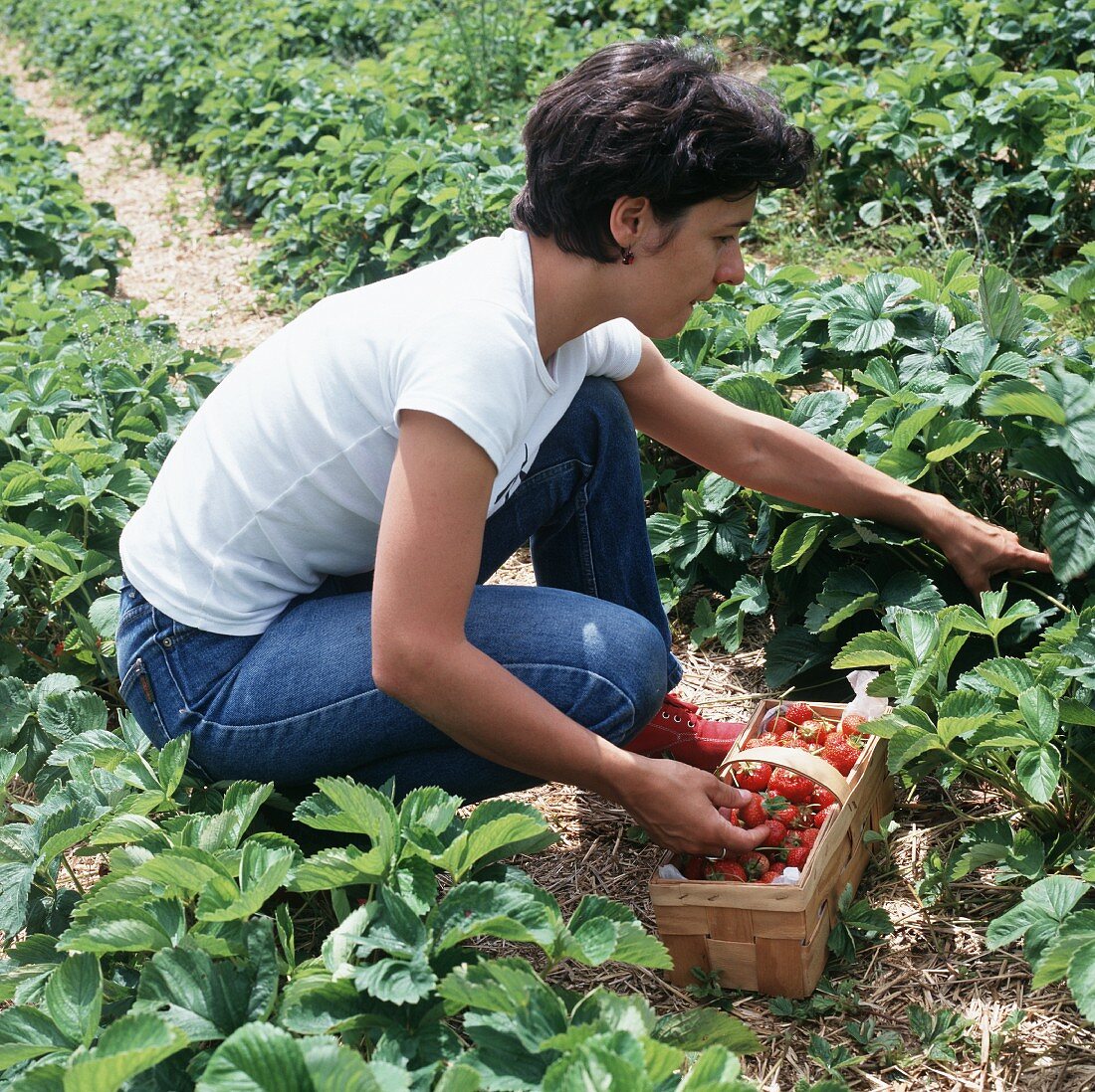 Woman picking strawberries into a trug in a strawberry field