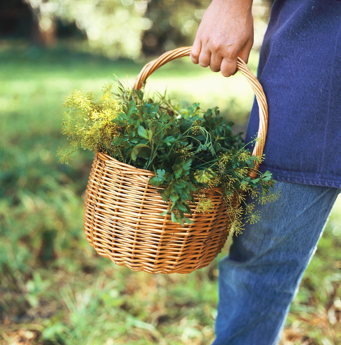 Person carrying basket of fresh herbs (close-up)