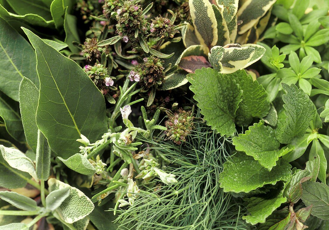 Variety of Herbs