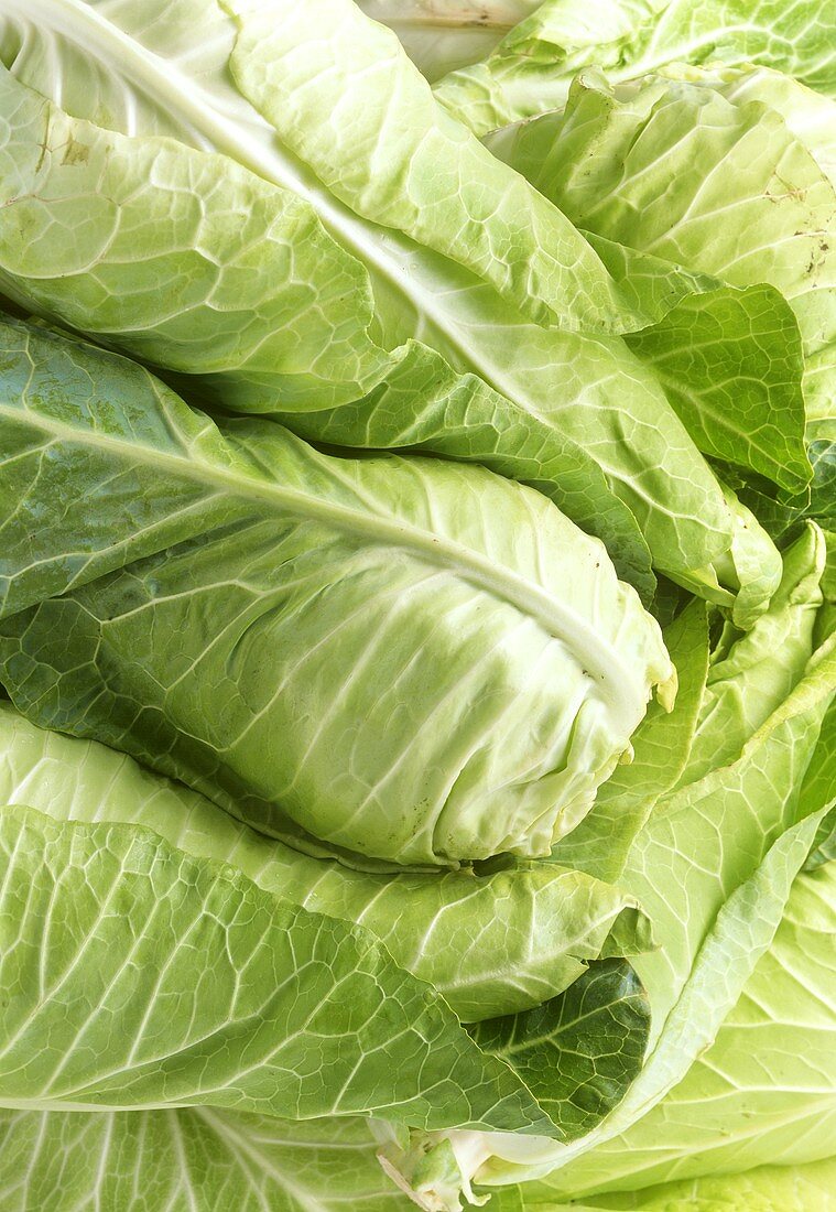 Several pointed cabbages (close-up)