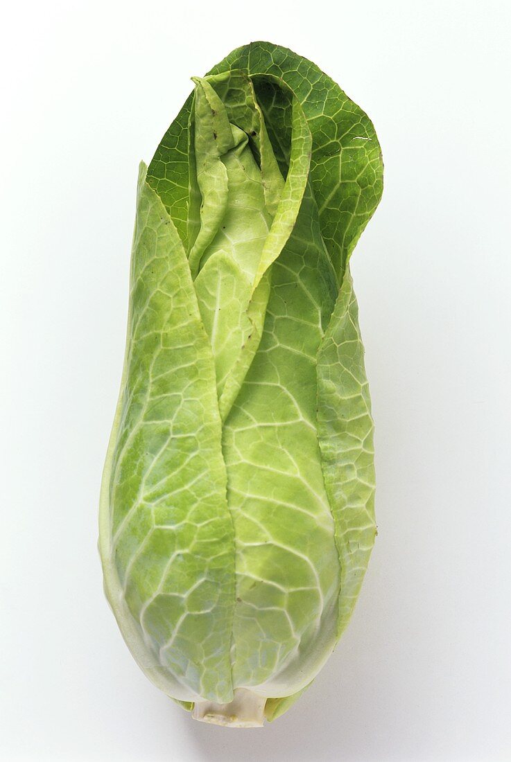 A pointed cabbage
