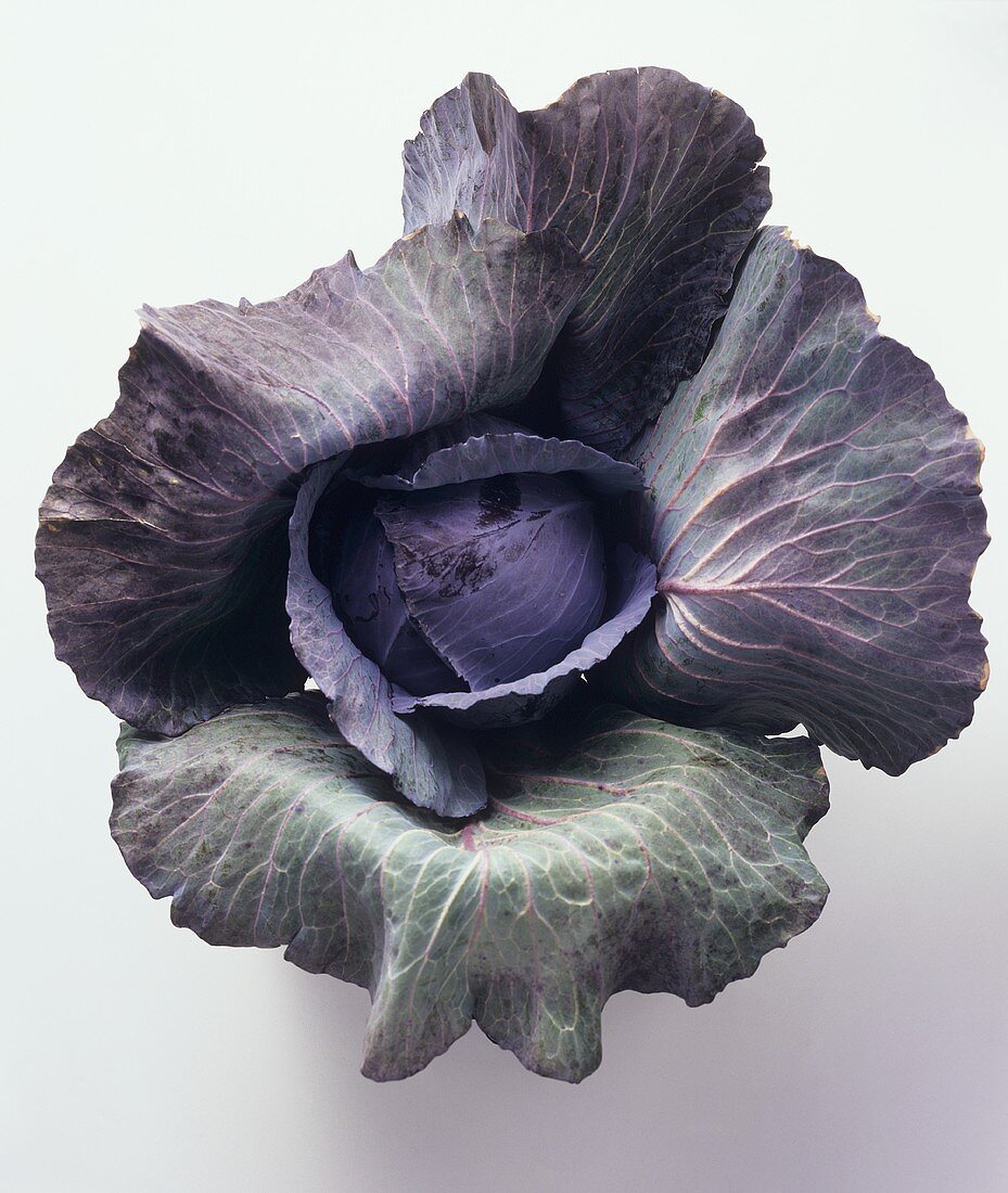 A Head of Red Cabbage