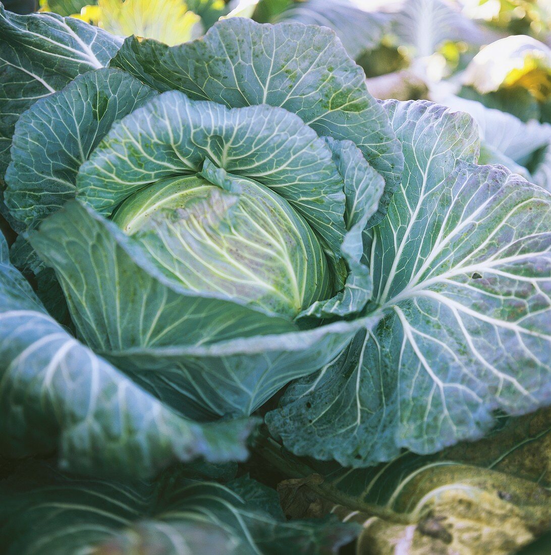 Ismaninger Kraut - cabbage variety from Isamanig, Bavaria