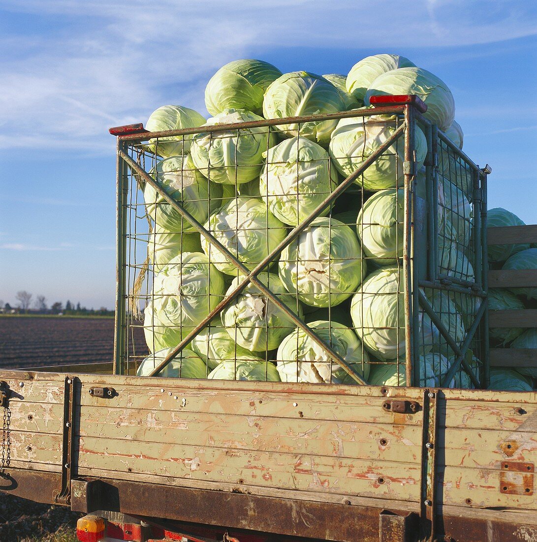 White cabbages in crates on the loading area of a lorry