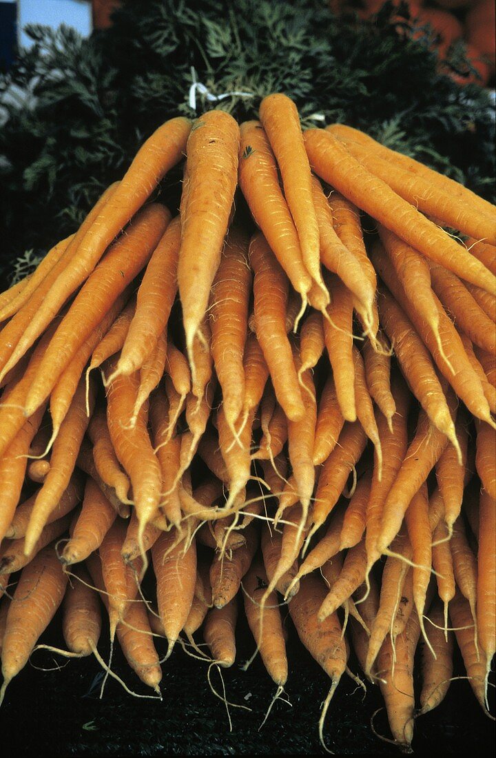 A Bunch of Fresh Carrots