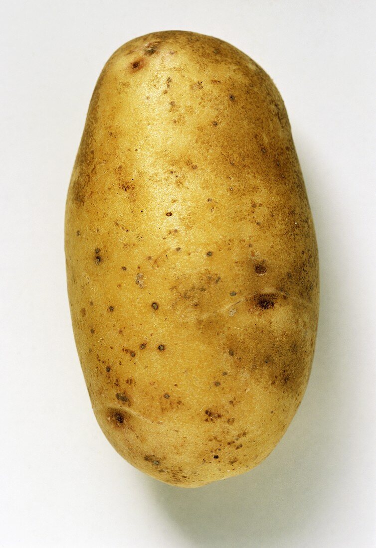Kartoffel der Sorte Sieglinde