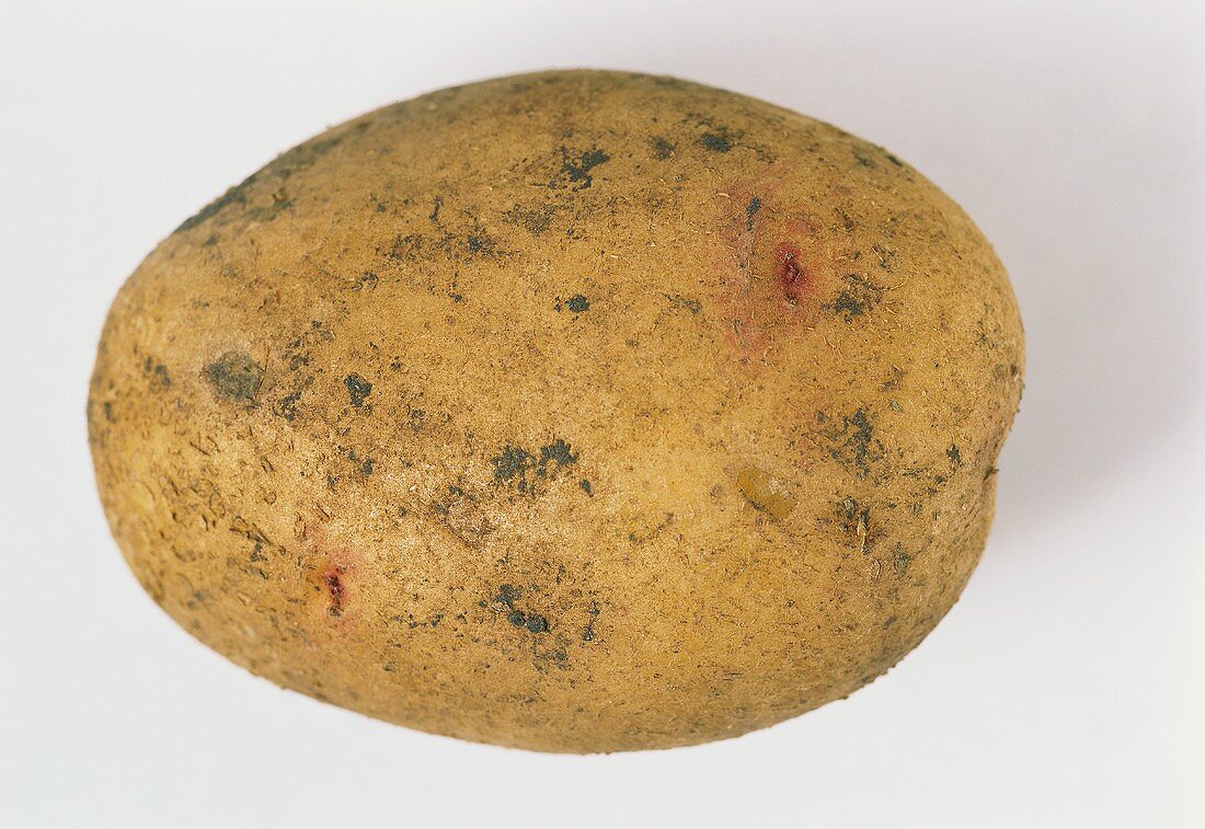 Eine Kartoffel der Sorte Quarta