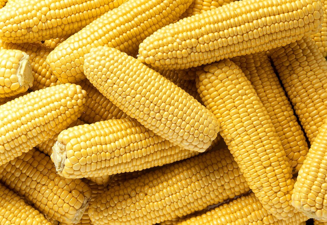 Many ripe corncobs (filling the picture)