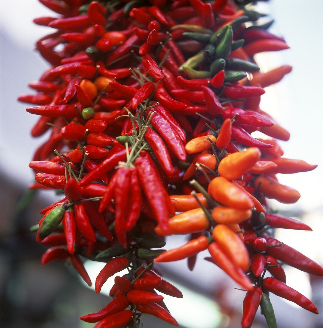 Chili peppers hanging on strings