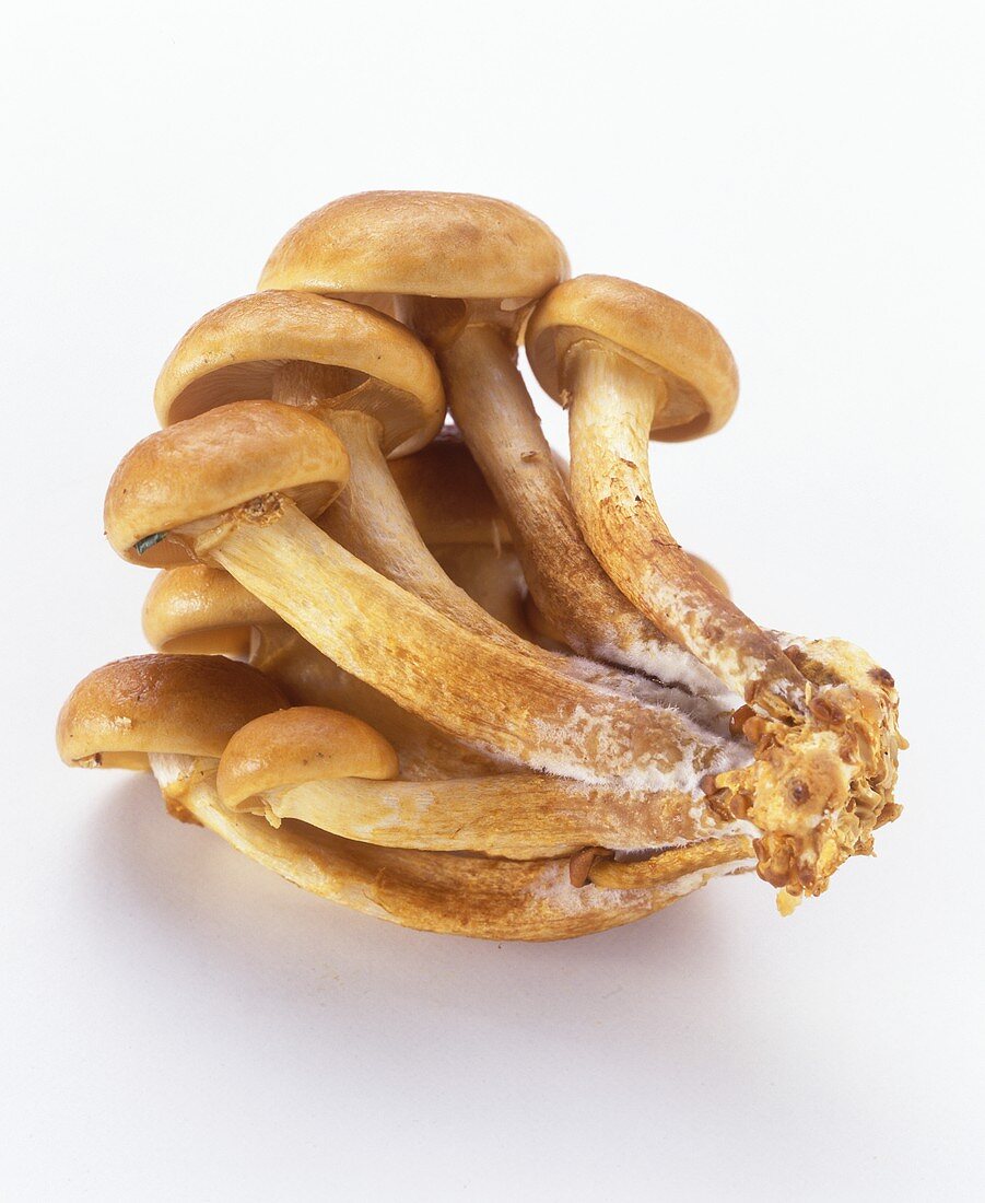 Young mushrooms (Kuehneromyces mutabilis)