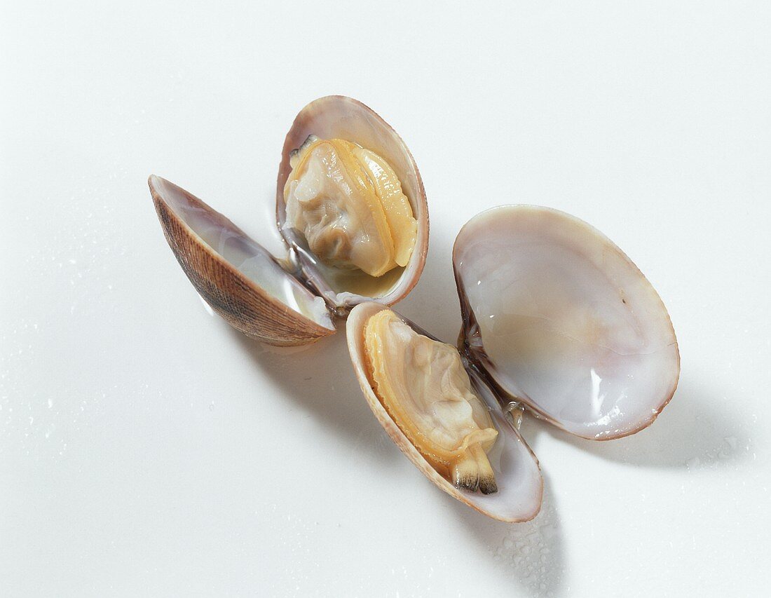 Two opened, boiled clams