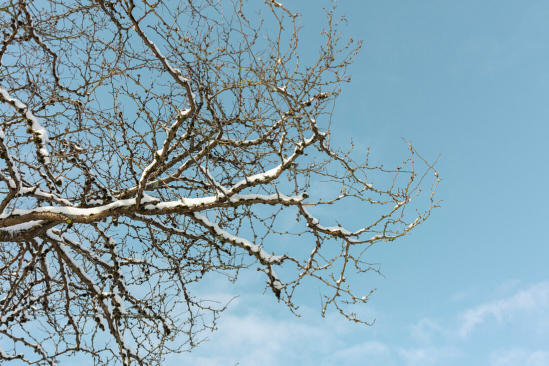 Tiefblick auf schneebedeckte Äste gegen blauen Himmel und Wolken