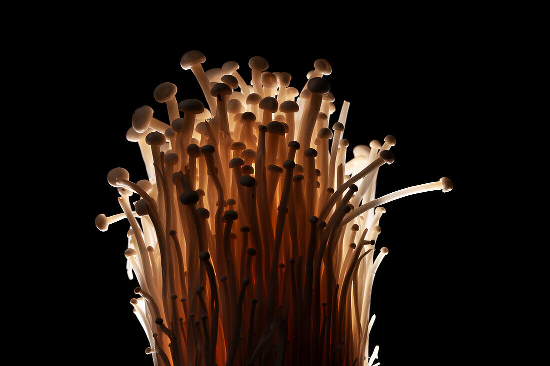 Enoki Mushrooms against black background