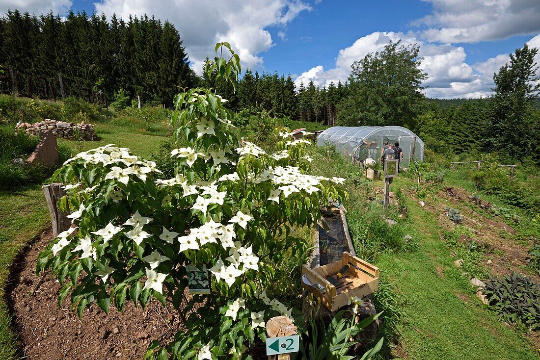 Frankreich, Vogesen, Girmont Val d'Ajol, Girmont, Garten Une Figue dans un Poirier, partizipatives Funktionieren, Permakultur, blühender Hartriegel, Erdbeerbaum (Cornus Kousa) Sorte Milk Way