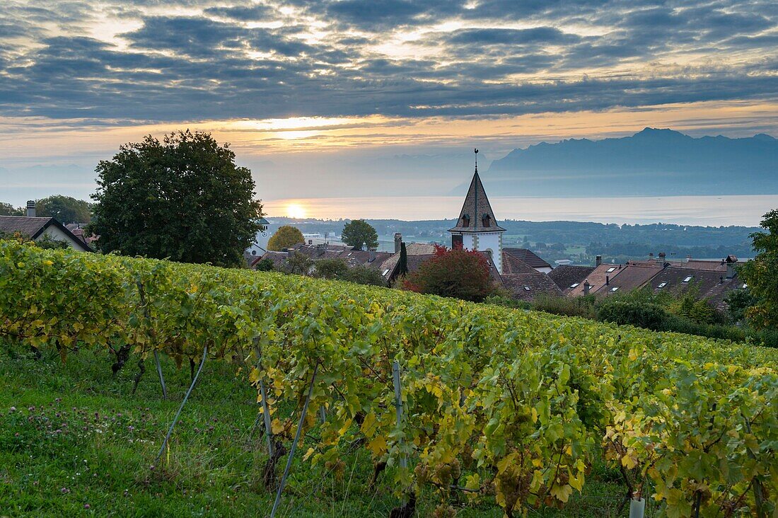 Schweiz, Kanton Waadt, Nyon, die Weinbergstrasse bei Sonnenaufgang