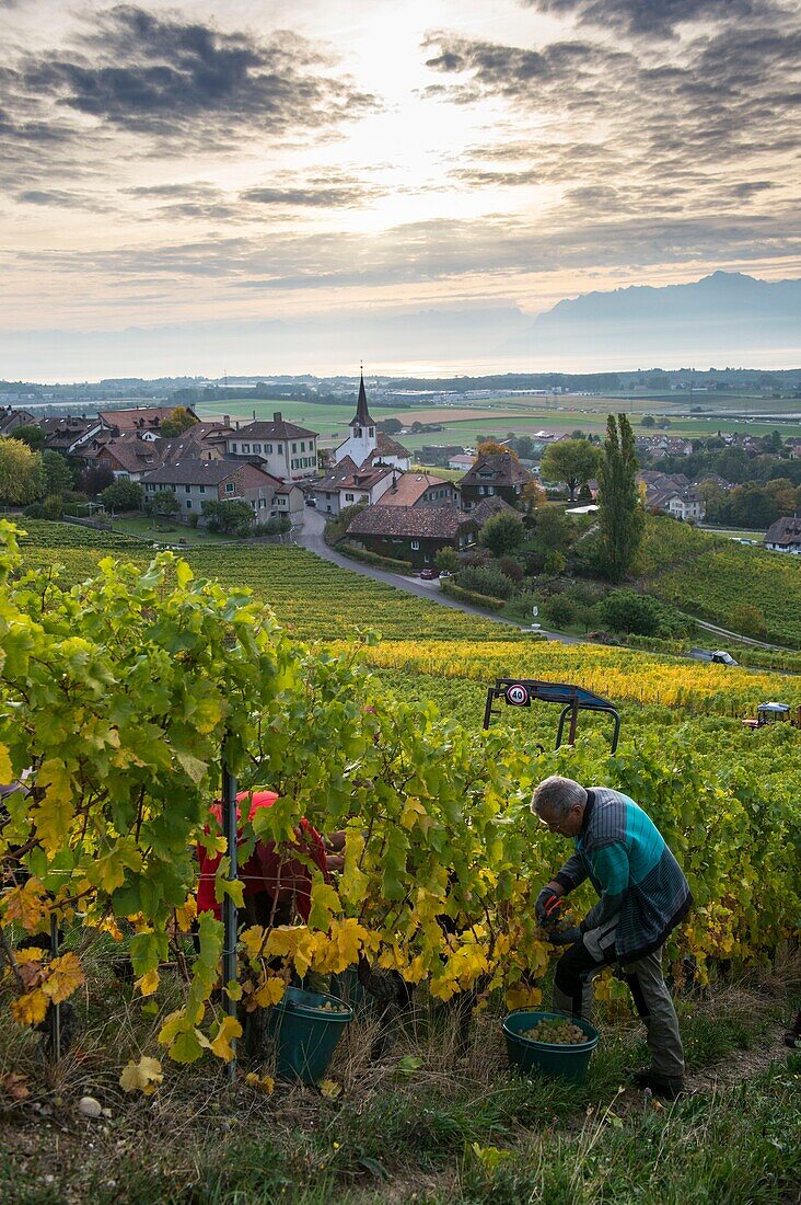 Schweiz, Kanton Waadt, Nyon, Weinlese im Weinberg und das Dorf Féchy im Hintergrund