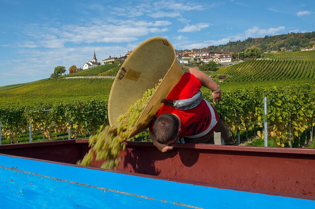 Schweiz, Kanton Waadt, Nyon, Weinlese im Weinberg und das Dorf Féchy im Hintergrund