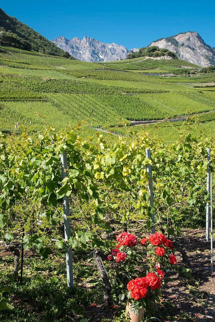 Switzerland, Valais, Saillon, the vineyard sloping at the foot of the old fortress