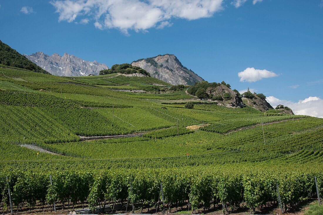 Schweiz, Wallis, Saillon, der Weinberg am Fuße der alten Festung