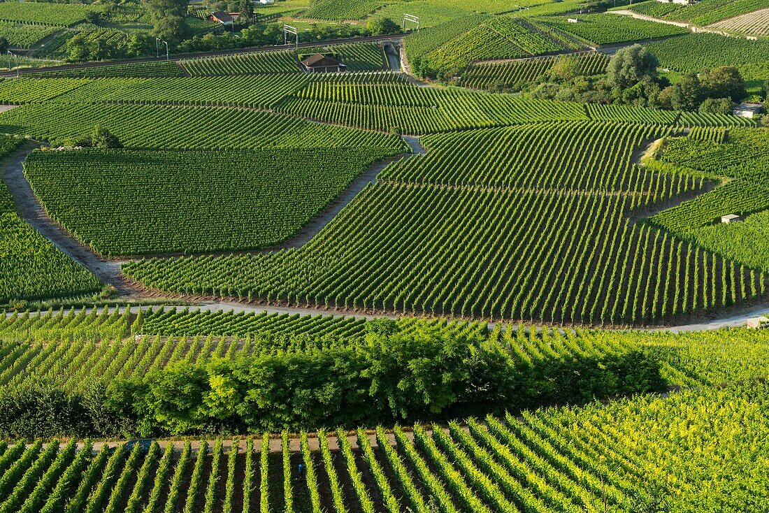 Schweiz, Wallis, der Weinberg von Sierre umgibt die Stadt