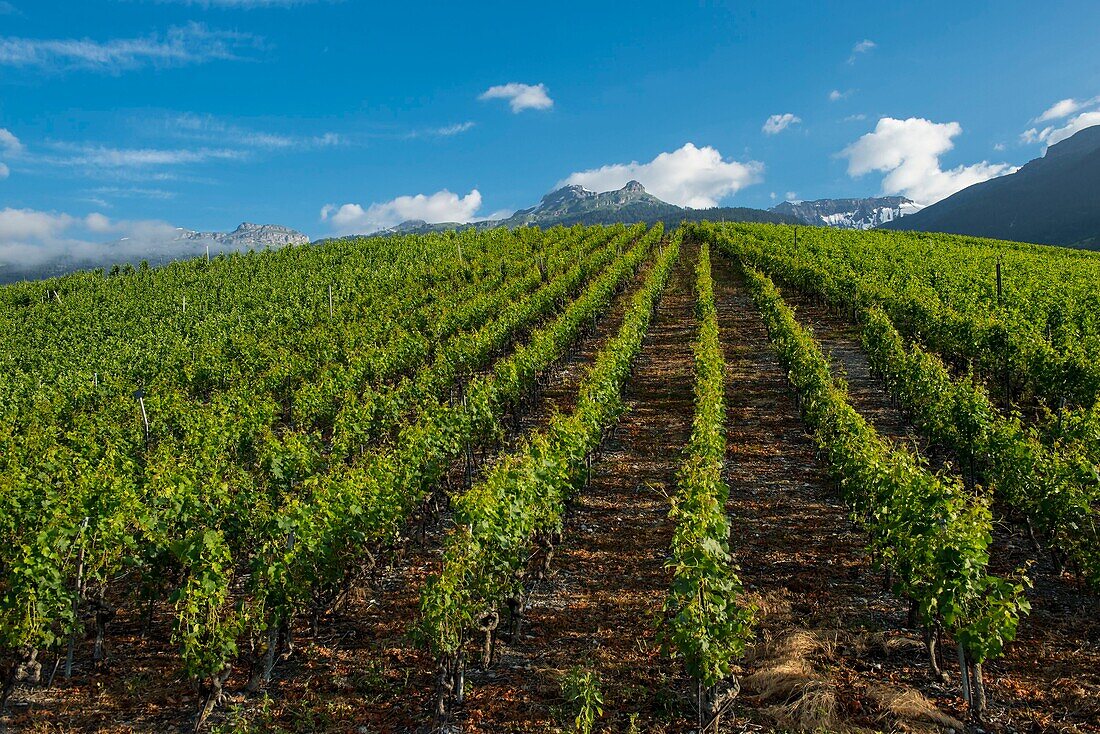 Schweiz, Wallis, der Weinberg von Sierre umgibt die Stadt