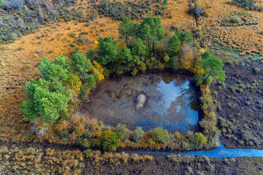 France, Gironde, Val de L'Eyre, Parc Naturel Régional des Landes de Gascogne, the lagoons of Gat Mort, a remnant of the moor of other times (aerial view)