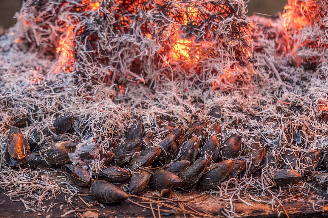 Frankreich, Charente Maritime, Ile d'Oleron, eclade, typisches und lokales Gericht, Ausrichtung von Muscheln, die in einem Feuer aus Tannennadeln gekocht werden sollen