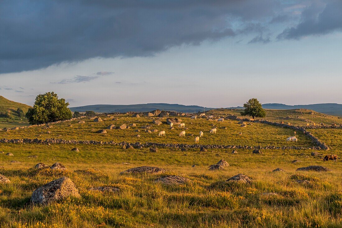 France, Lozere, Aubrac Regional Nature Park, Marchastel, Nasbinals