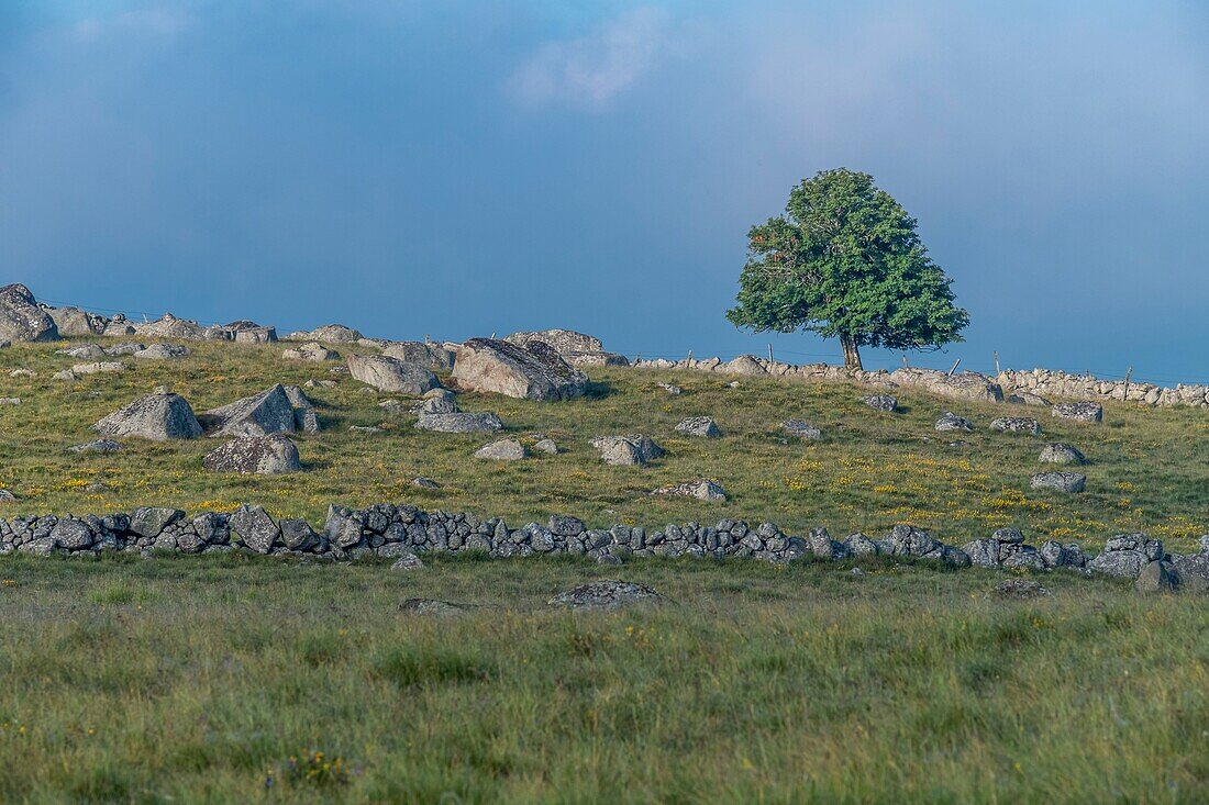 France, Lozere, Aubrac Regional Nature Park, Marchastel, Nasbinals