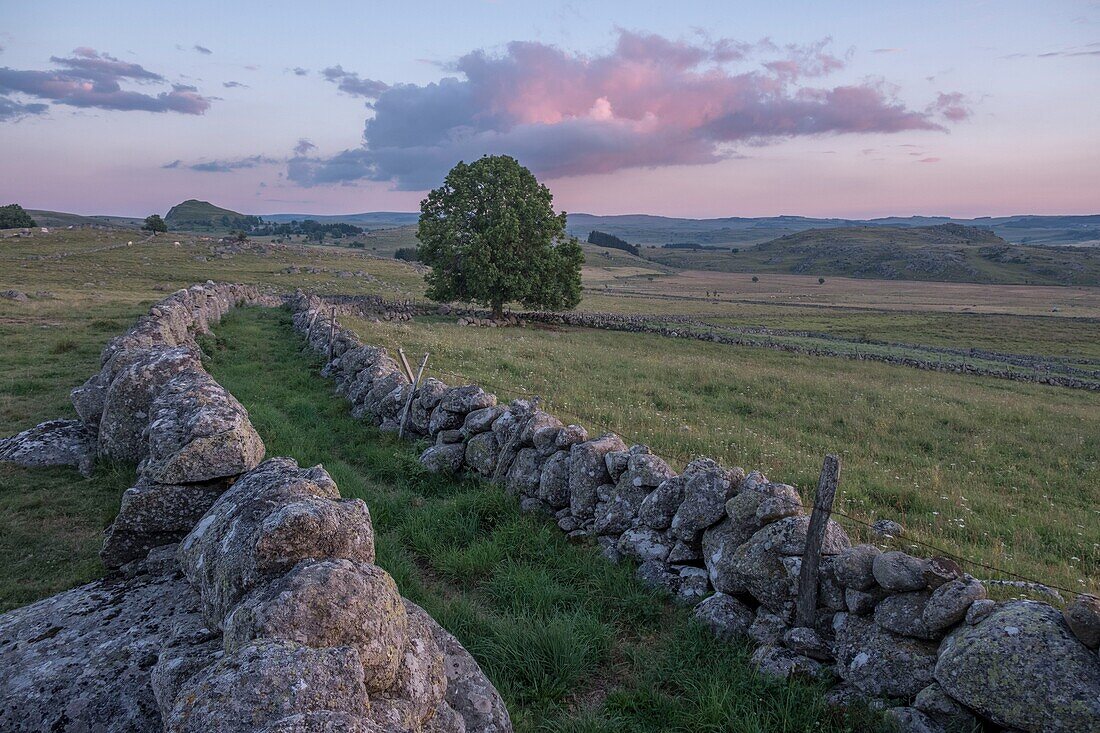 France, Lozere, Aubrac Regional Nature Park, Marchastel, Nasbinals