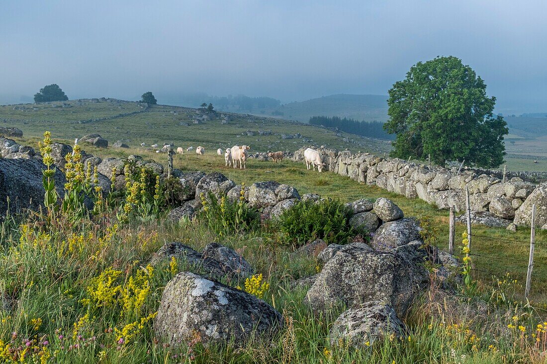 France, Lozere, Aubrac Regional Nature Park, Marchastel, Nasbinals