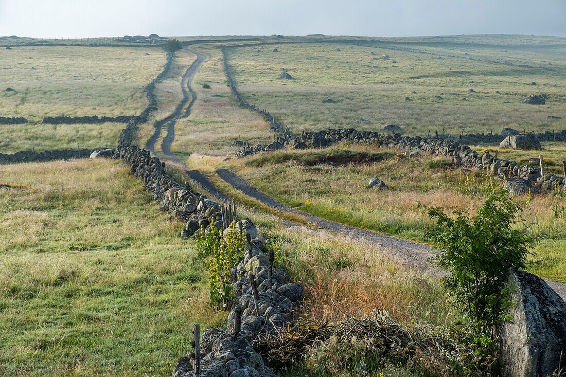 France, Lozere, Aubrac Regional Nature Park, Marchastel, Nasbinals