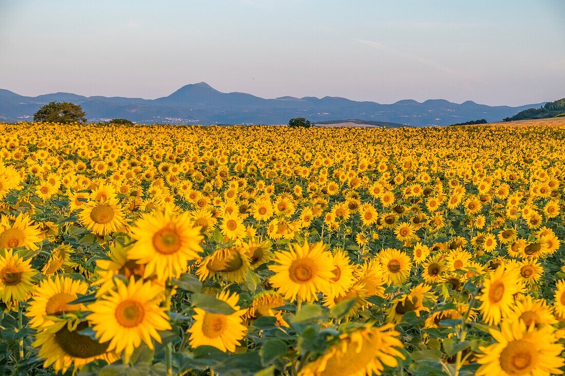 Frankreich, Puy de Dome, Sonnenblumenfeld bei Billom, Chaine des Puys, von der UNESCO zum Weltkulturerbe erklärtes Gebiet, Regionaler Naturpark der Vulkane der Auvergne