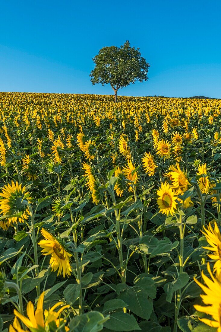 France, Puy de Dome, walnut tree in a sunflower field, Limagne plain