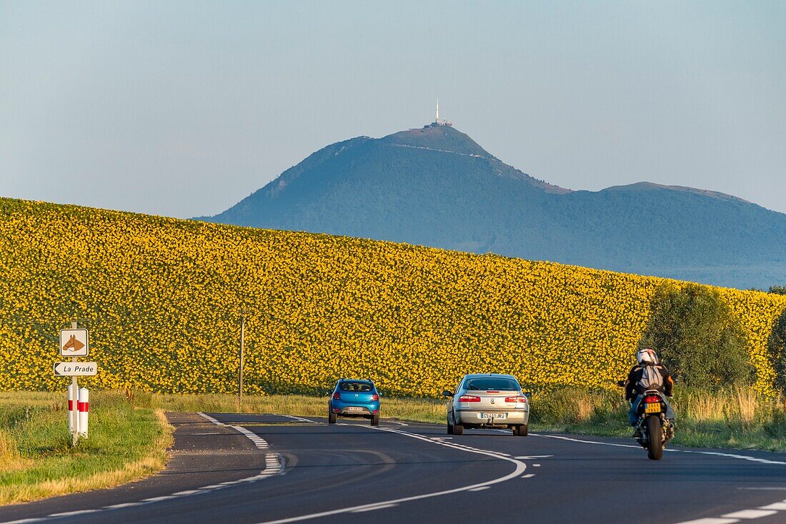 France, Puy de Dome, sunflower field near Billom, Chaine des Puys, area listed as World Heritage by UNESCO, Regional Natural Park of the Auvergne Volcanoes