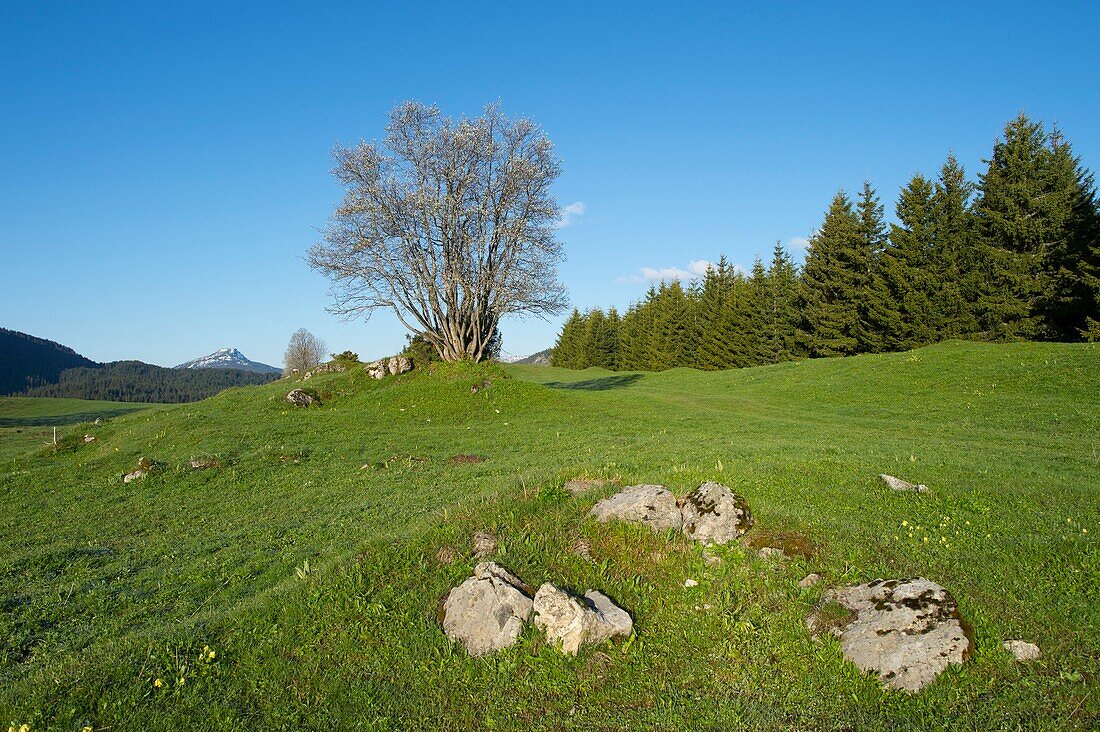 Frankreich, Hochsavoyen, Plateau des Glieres, Bornes, Landschaft in den nördlichen Weiden