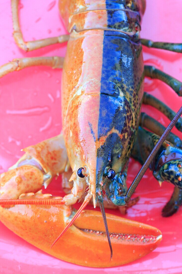 Canada, New Brunswick, Acadie, Miscou, return of lobster fishery, blue lobster (Homarus americanus) due to a genetic mutation