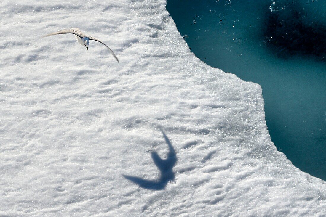 Greenland, North West coast, Smith sound, Northern Fulmar (Fulmarus glacialis) flying over the ice floe