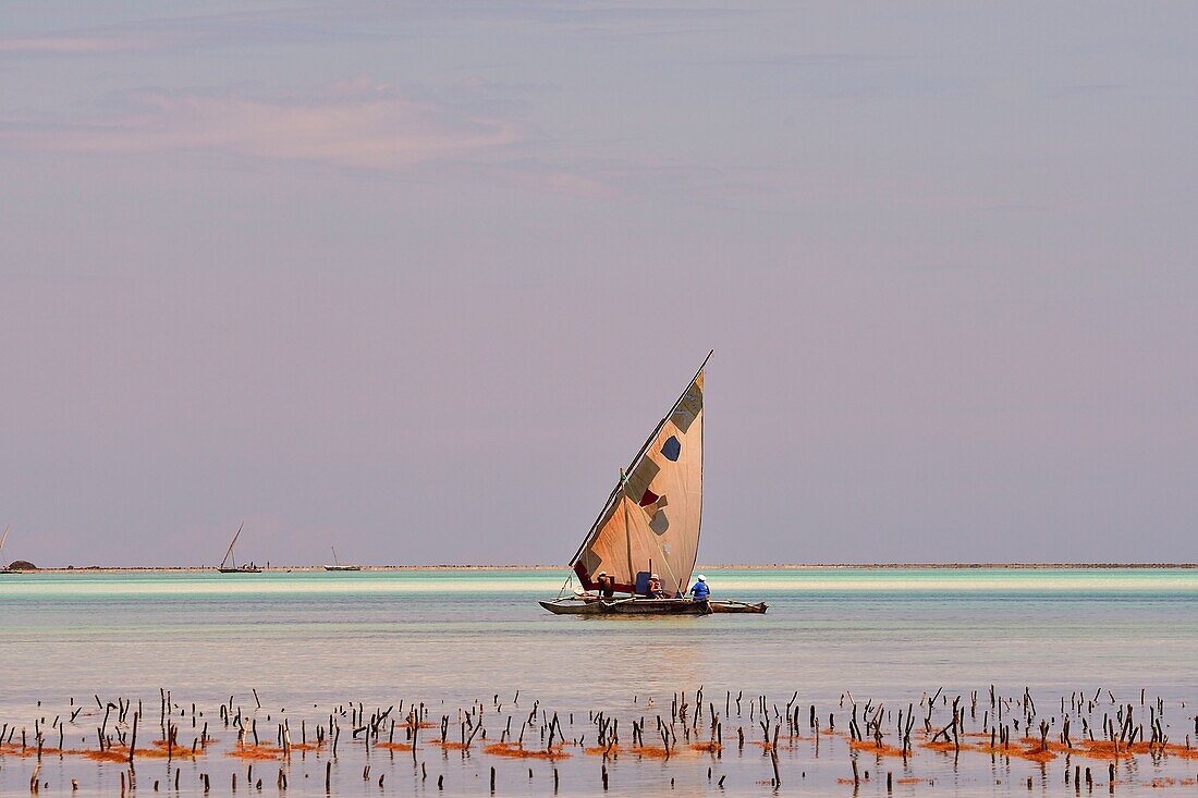 Tanzania, Zanzibar, Jambiani, seaweed farming