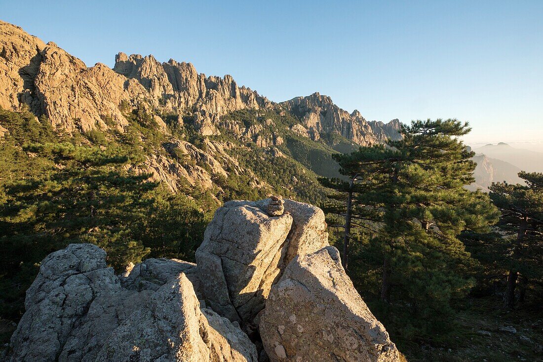 Frankreich, Corse du Sud, Quenza, Bavella-Nadeln vom Col de Bavella, Laricio de Corsica-Kiefer (Pinus nigra corsicana)