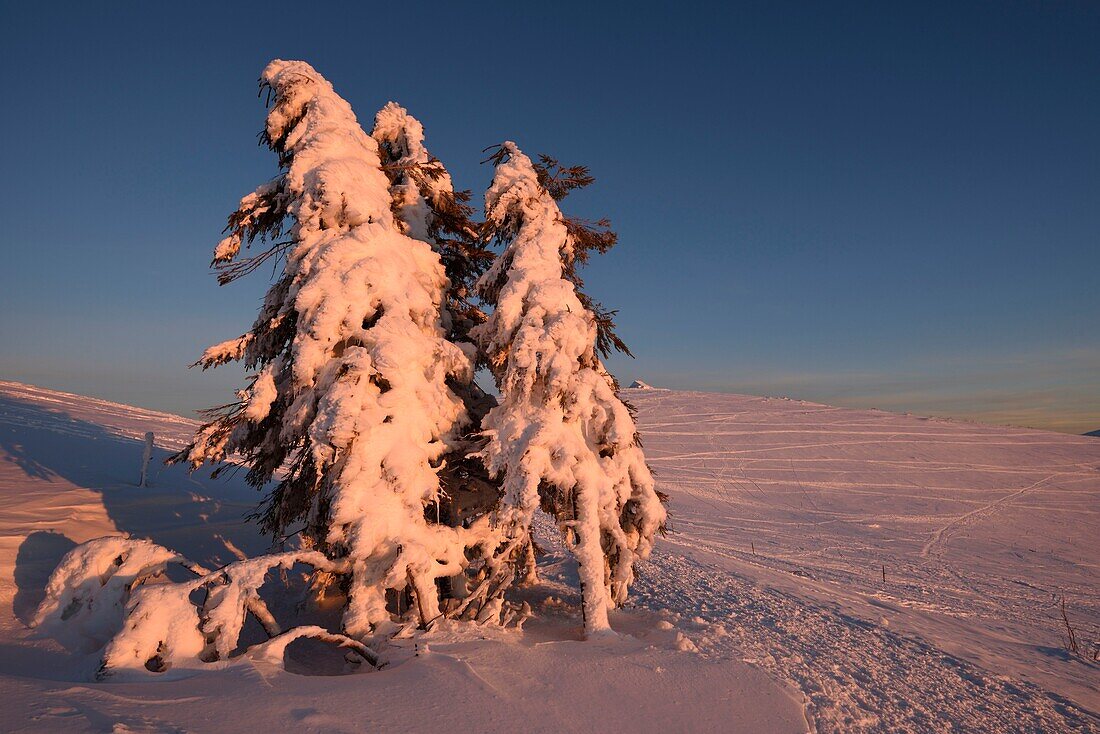 France, Haut Rhin, Hautes Vosges, Le Hohneck (1363 m), summit, spruce, Route des Cretes