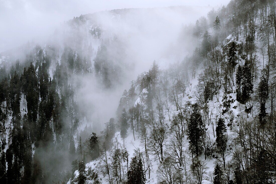 France, Haut Rhin, Hautes Vosges, Col de la Schlucht, Hohneck massif, Frankenthal Missheimle Nature Reserve, scree forest, glacial circus