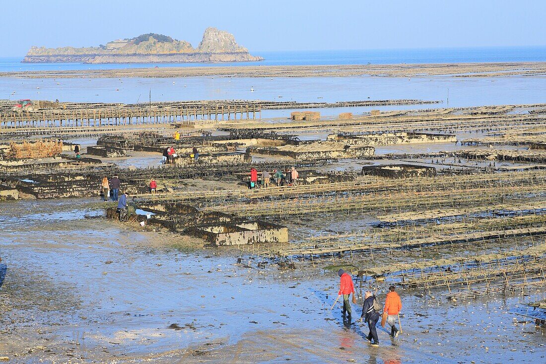 France, Ille et Vilaine, Emerald Coast, Cancale, oyster beds with the bottom of the Rimains