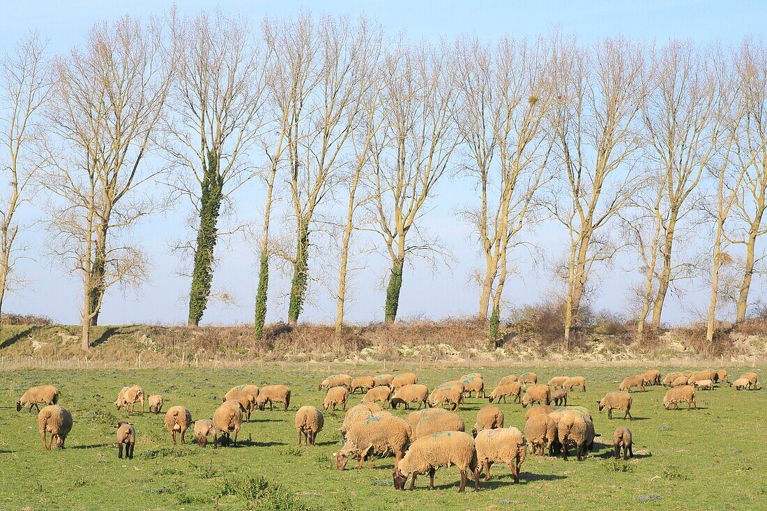 Frankreich, Ille et Vilaine, Smaragdküste, Bucht von Mont Saint Michel, von der UNESCO zum Weltkulturerbe erklärt, Roz sur Couesnon, Polder Saint Louis, Salzwiesenlämmer (g.U.) ) auf Weiden