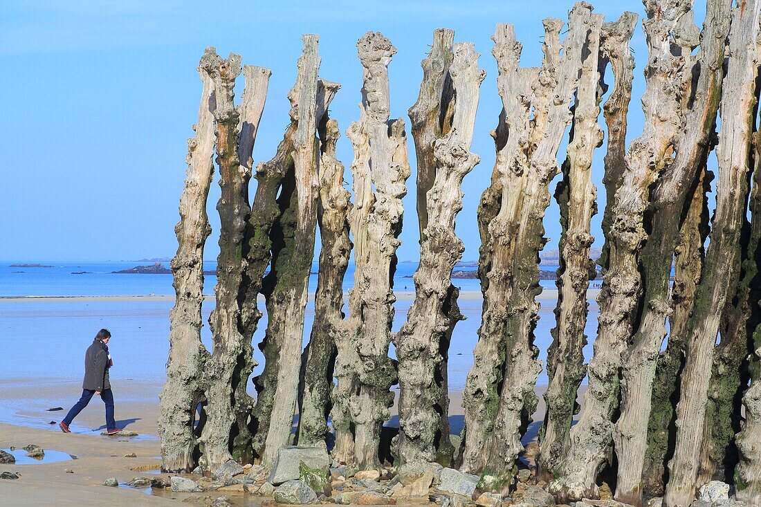 France, Ille et Vilaine, Emerald Coast, Saint Malo, Sillon beach with its wooden breakwaters